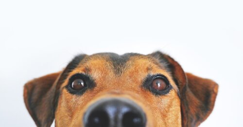 犬同士が仲悪い時のサイン9つ!危険な兆候…すぐに引き離そう!